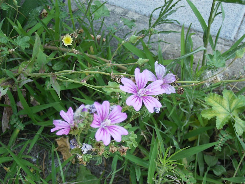 Malva sylvestris